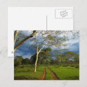 Fever Tree (Acacia Xanthophloea) By Dirt Track Briefkaart (Voorkant / Achterkant)