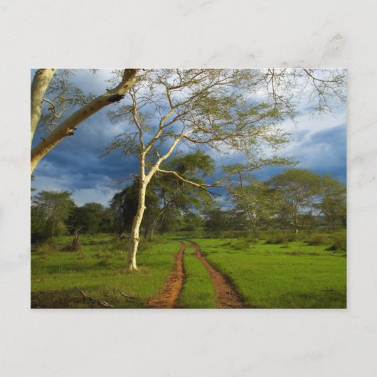 Fever Tree (Acacia Xanthophloea) By Dirt Track Briefkaart (Voorkant)