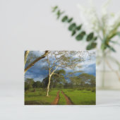 Fever Tree (Acacia Xanthophloea) By Dirt Track Briefkaart (Staand voorkant)