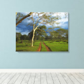 Fever Tree (Acacia Xanthophloea) Door Dirt Track Canvas Afdruk (Insitu (Houten vloer))