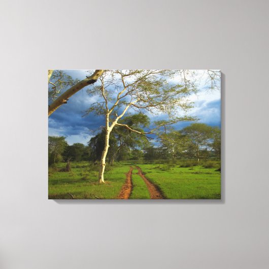 Fever Tree (Acacia Xanthophloea) Door Dirt Track Canvas Afdruk (Voorkant)