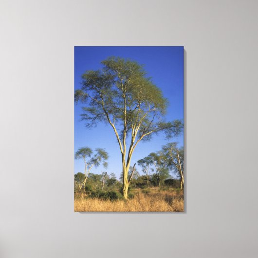 Fever Tree (Acacia Xanthophloea), Punda Maria Canvas Afdruk (Voorkant)
