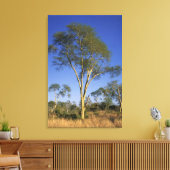 Fever Tree (Acacia Xanthophloea), Punda Maria Canvas Afdruk (Insitu (Woonkamer))
