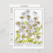 Feverfew Materia Medica Herbal Study Kaart (Voorkant / Achterkant)
