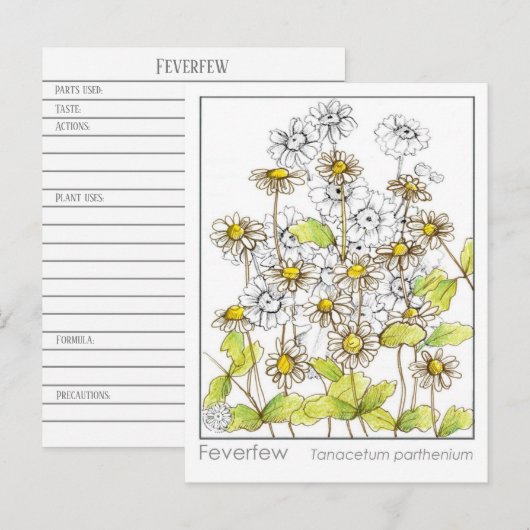 Feverfew Materia Medica Herbal Study Kaart (Voorkant / Achterkant)