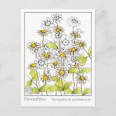 Feverfew Materia Medica Herbal Study Kaart (Voorkant)
