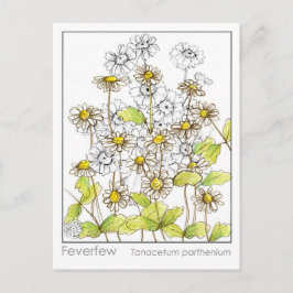 Feverfew Materia Medica Herbal Study Kaart