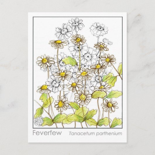 Feverfew Materia Medica Herbal Study Kaart (Voorkant)