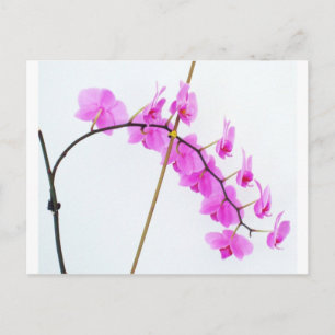 fhalaenopsis 1 briefkaart