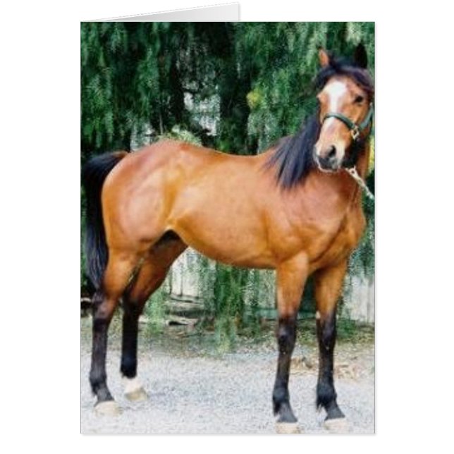 Fibonacci (Voorkant)