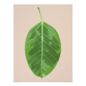 Ficus altissima 'Yellow Gem' blad Perfect Poster (Voorkant)