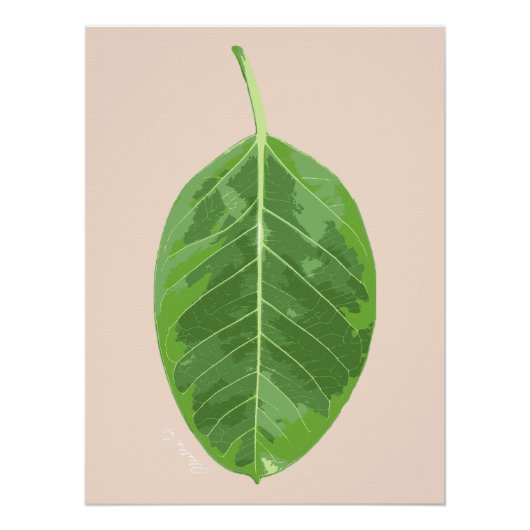 Ficus altissima 'Yellow Gem' blad Perfect Poster (Voorkant)