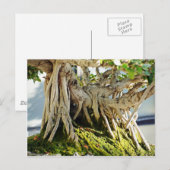Ficus Banyan Bonsai Tree Roots Briefkaart (Voorkant / Achterkant)
