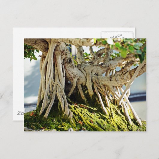 Ficus Banyan Bonsai Tree Roots Briefkaart (Voorkant / Achterkant)