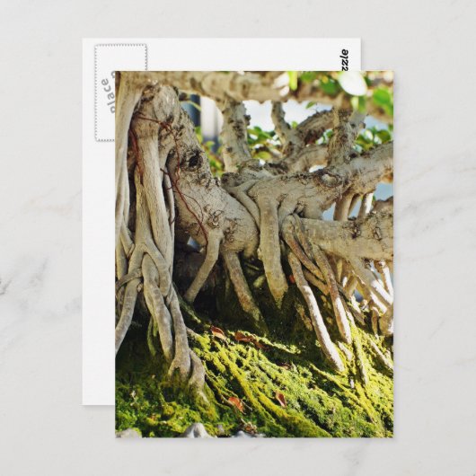 Ficus Banyan Bonsai Tree Roots Briefkaart (Voorkant / Achterkant)