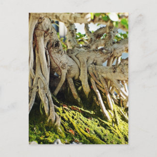 Ficus Banyan Bonsai Tree Roots Briefkaart