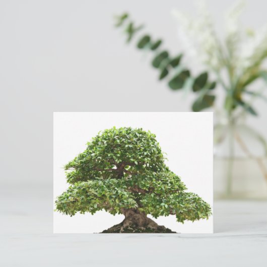 Ficus bonsai geïsoleerd briefkaart (Staand voorkant)