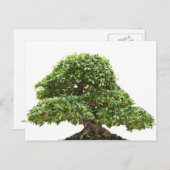 Ficus bonsai geïsoleerd briefkaart (Voorkant / Achterkant)