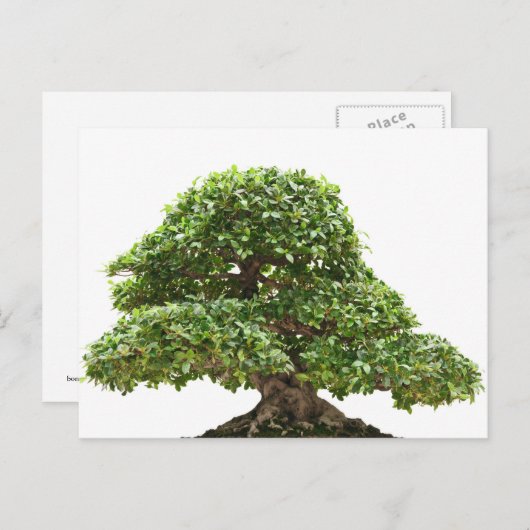 Ficus bonsai geïsoleerd briefkaart (Voorkant / Achterkant)