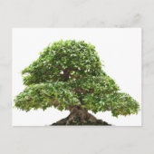 Ficus bonsai geïsoleerd briefkaart (Voorkant)