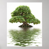 Ficus bonsai poster (Voorkant)