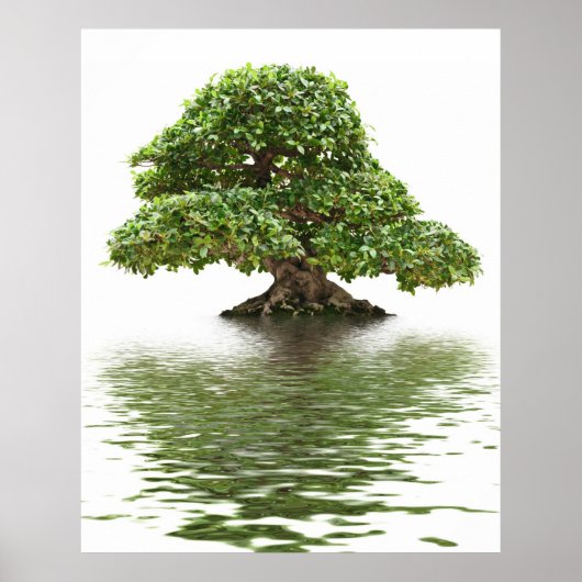 Ficus bonsai poster (Voorkant)