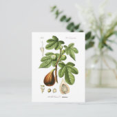 Ficus carica (Fig) Briefkaart (Staand voorkant)