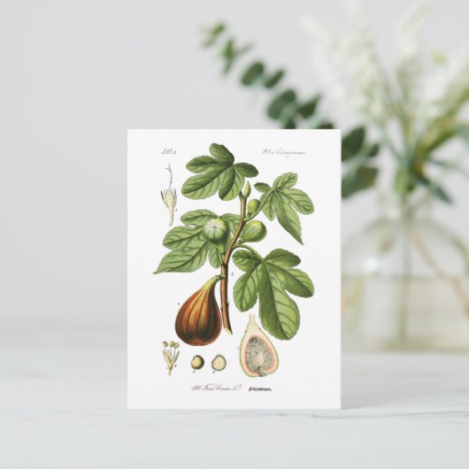 Ficus carica (Fig) Briefkaart (Staand voorkant)