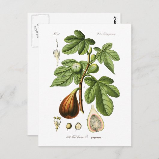 Ficus carica (Fig) Briefkaart (Voorkant / Achterkant)