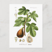 Ficus carica (Fig) Briefkaart (Voorkant)