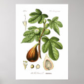 Ficus carica (Fig) Poster (Voorkant)