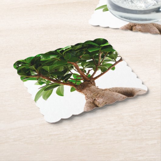 Ficus Ginseng Kartonnen Onderzetters (Gebogen)