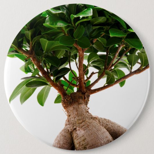 Ficus Ginseng Ronde Button 6,0 Cm (Voorkant)