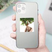 Ficus Ginseng Sticker (Telefoon)