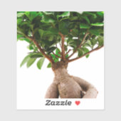 Ficus Ginseng Sticker (Vel)