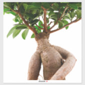 Ficus Ginseng Sticker (Vel)
