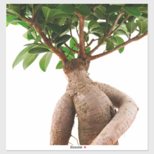 Ficus Ginseng Sticker