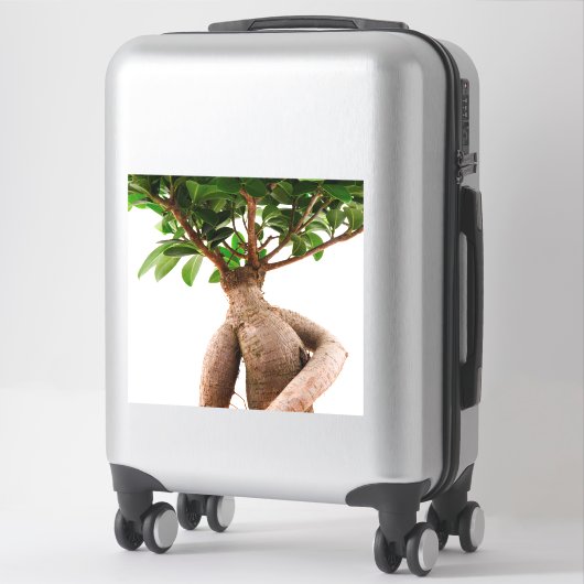 Ficus Ginseng Sticker (Koffer)