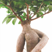 Ficus Ginseng Sticker (Voorkant)