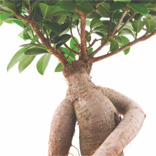 Ficus Ginseng Sticker (Voorkant)