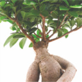 Ficus Ginseng Sticker (Voorkant)
