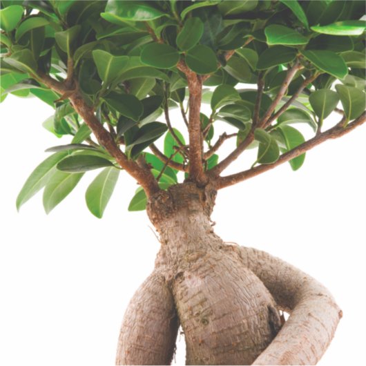 Ficus Ginseng Sticker (Voorkant)