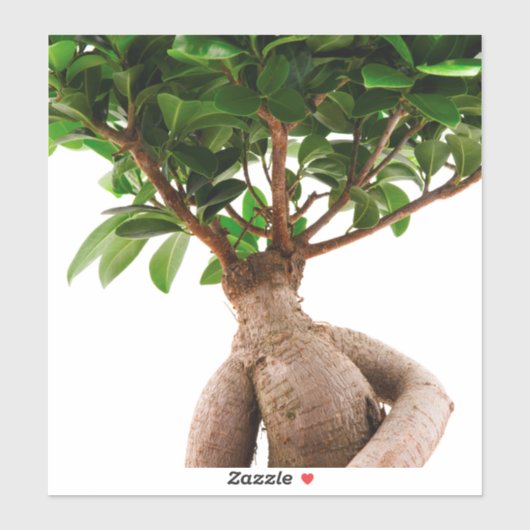 Ficus Ginseng Sticker (Vel)
