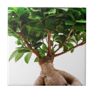 Ficus Ginseng Tegeltje