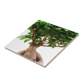 Ficus Ginseng Tegeltje (Zijkant)