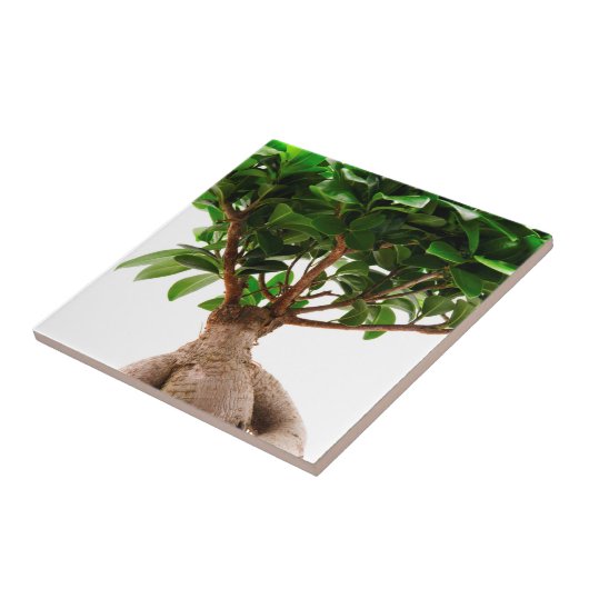 Ficus Ginseng Tegeltje (Zijkant)