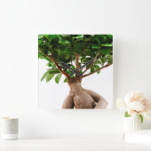Ficus Ginseng Vierkante Klok (Huis)