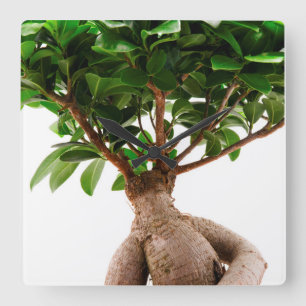 Ficus Ginseng Vierkante Klok