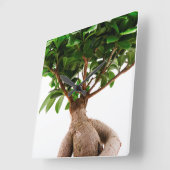 Ficus Ginseng Vierkante Klok (Hoek)
