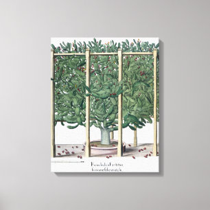Ficus indica eystettensis uit de "Hortus Eystet" Canvas Afdruk
